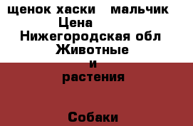 щенок хаски - мальчик › Цена ­ 10 - Нижегородская обл. Животные и растения » Собаки   